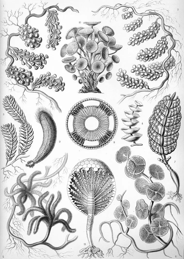 Grünalgen in vielen Formen, Tafel von Ernst Haeckel