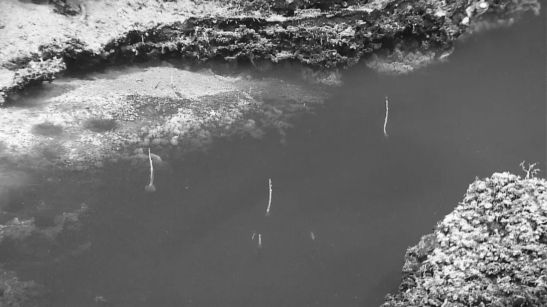 Röhrenwürmer am Ufer eines Salzsees in der Tiefsee des Golfs von Mexiko