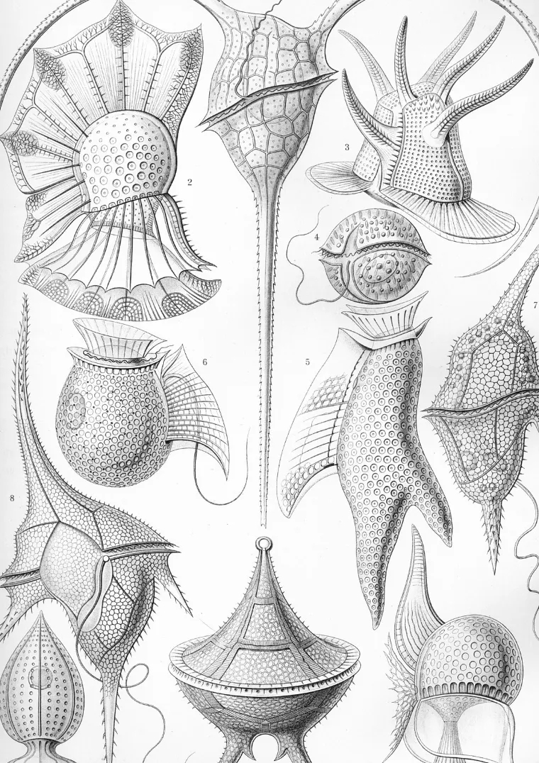 Panzergeißler, winzige Einzeller des Meeres, gezeichnet von Ernst Haeckel